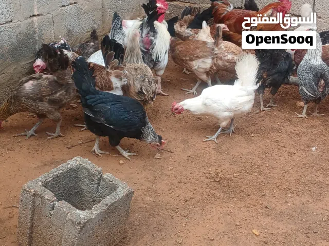 دجاج عربي ربي يبارك بصحه ممتازه ويدحي