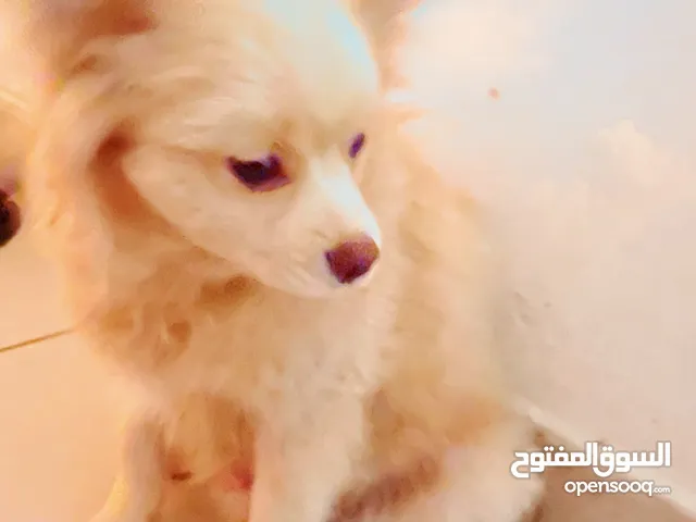 Japanese Spitz