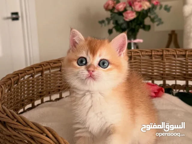 British shorthair kitten for rehoming