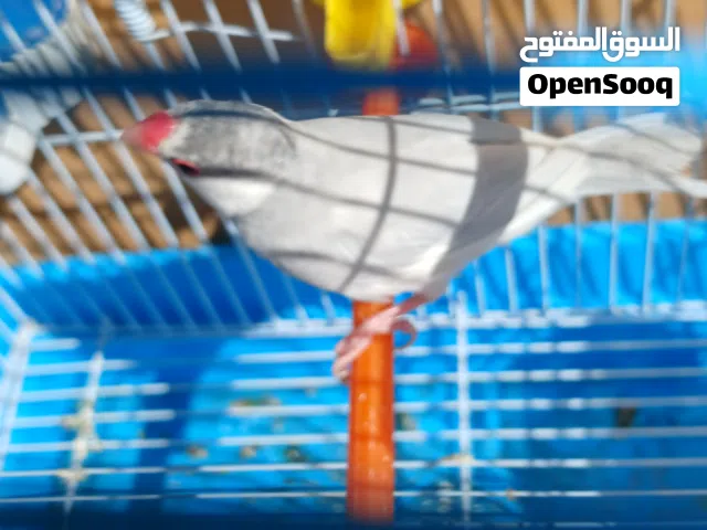 زيبرا كبير للبيع عصفور فقط