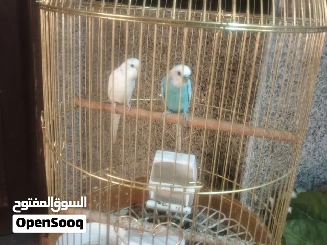 عصافير كناري