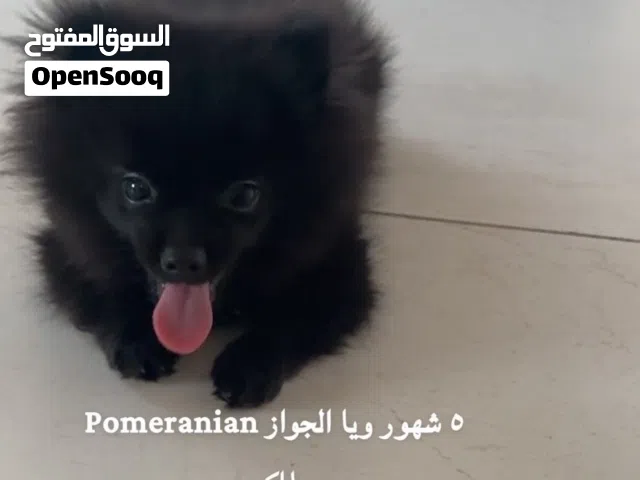 كلب  Pomeranian العمر 6 شهور