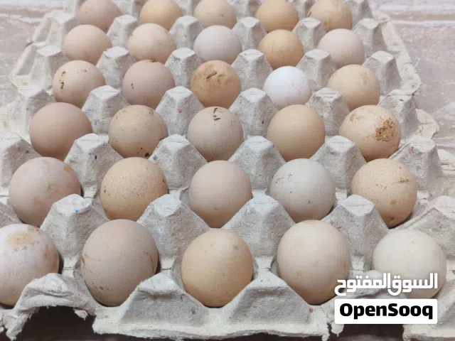 بيض كانجا او الحبشي