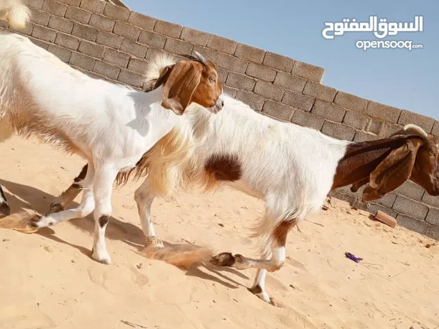 عنز تحتها عناق الله يبارك
