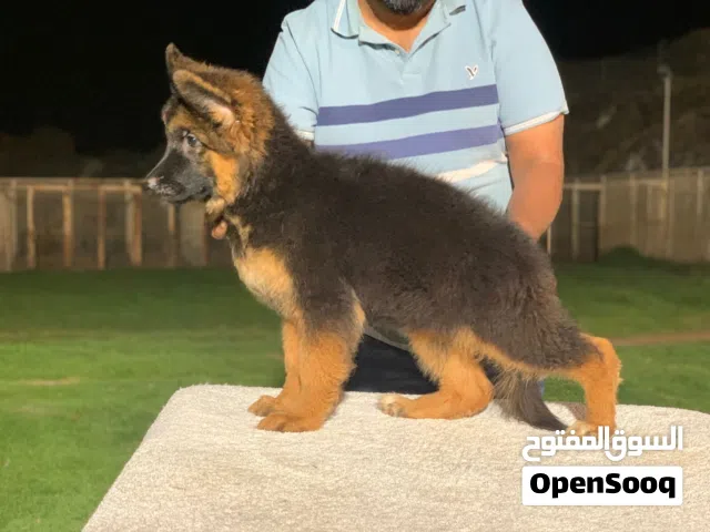 German Shepherd puppies, long hair, 3 months old جراء كلب الراعي الألماني، شعر طويل