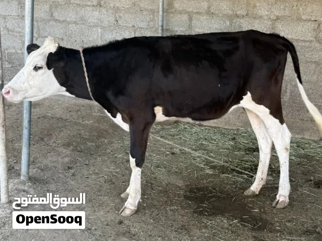 بقره نمساوي ظفاري