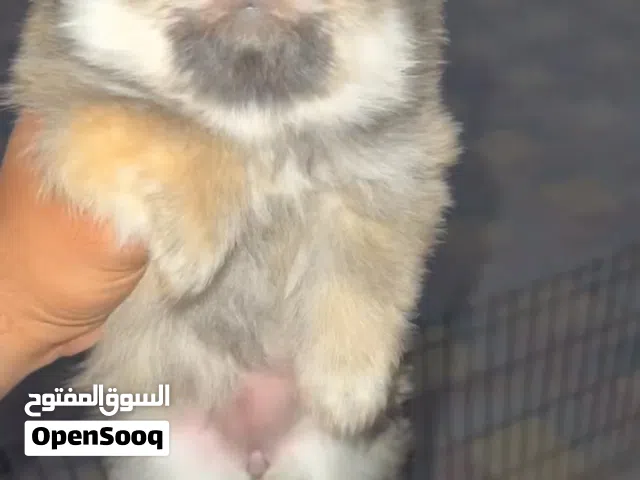 بومارينيان