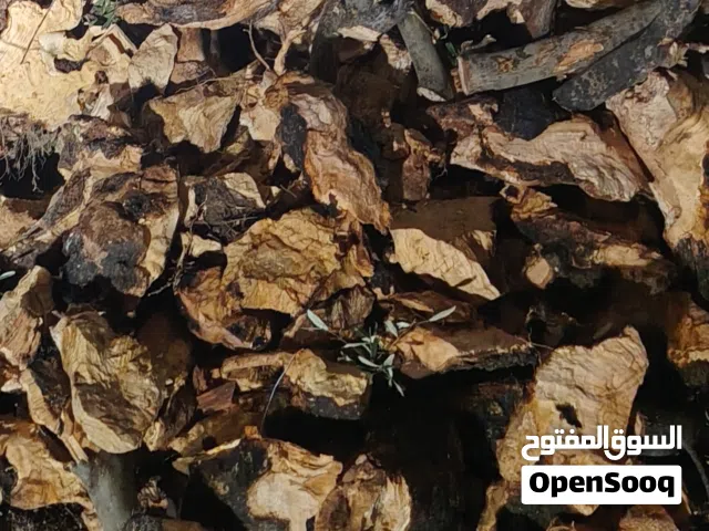 حطب زيتون قرامي وساق