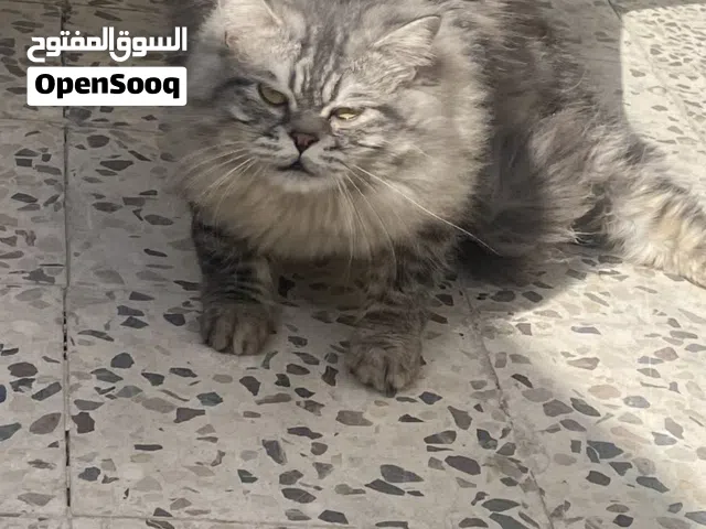 قطط للبيع سعر مغري