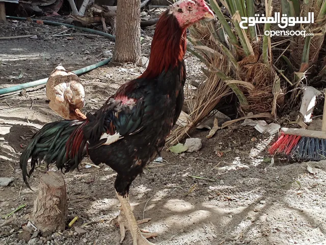 يالله مخلف اعمر 11 ونص ديج مخرج وكامل تخريجته مو عندي الله شاهد الديج شجاع ويخبل