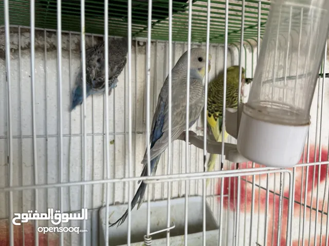 عصافير حب للبيع