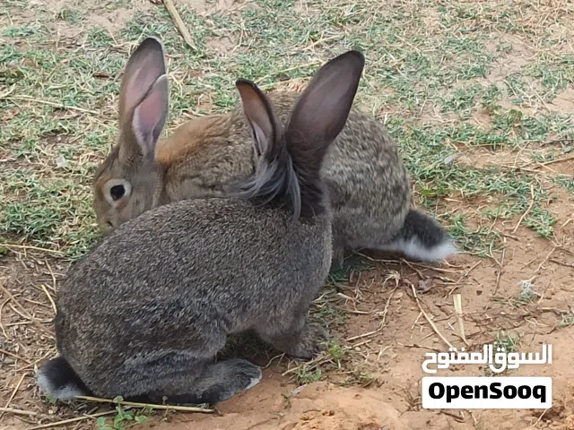 كوبية ارانب المانية حجم جامبو دكر مجنس علي الاسدي