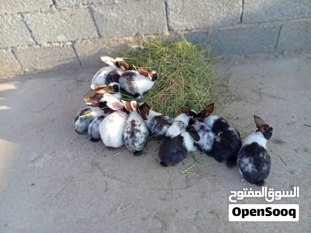 ارنب عربي عدد14مخلطات انتى ودكر حاجه ربي يبارك