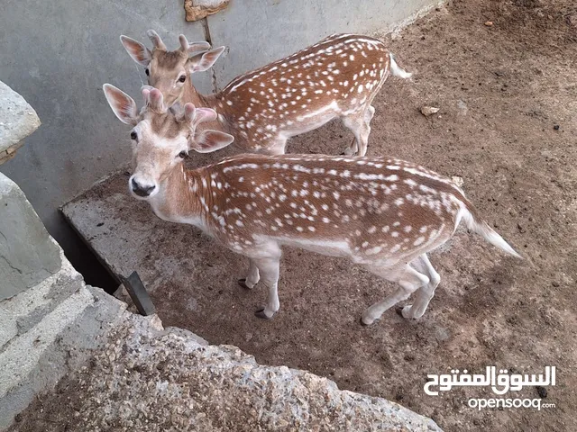 غزلان ذكر للبيع