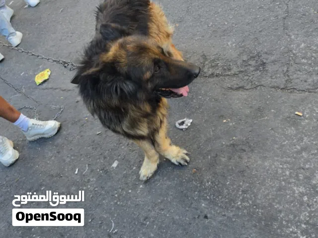 كلب جيرمن للبيع بداعي السفر بسعر مغري جداً