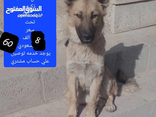 اقرا الوصف سعر 8 الف عرطه
