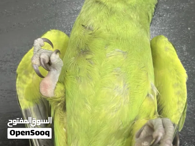 ببغاء دره هندي العمر 3شهور الجني أنثى الطير أليف للبدل ب كوكتيل مدرب