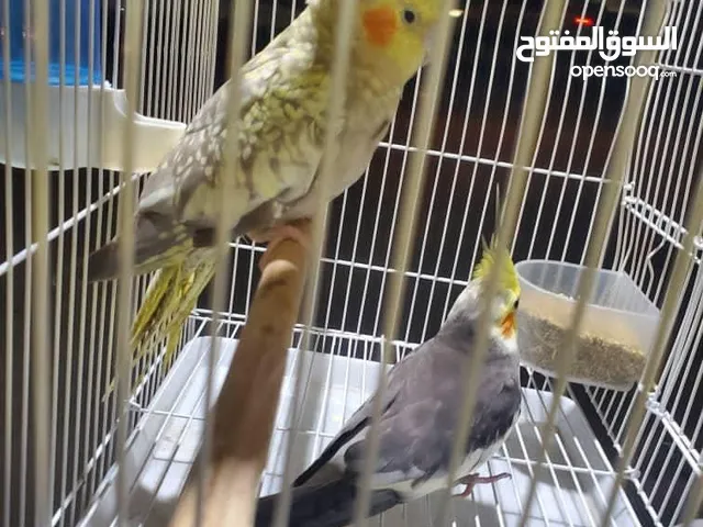 طيور للبيع كوكتيل