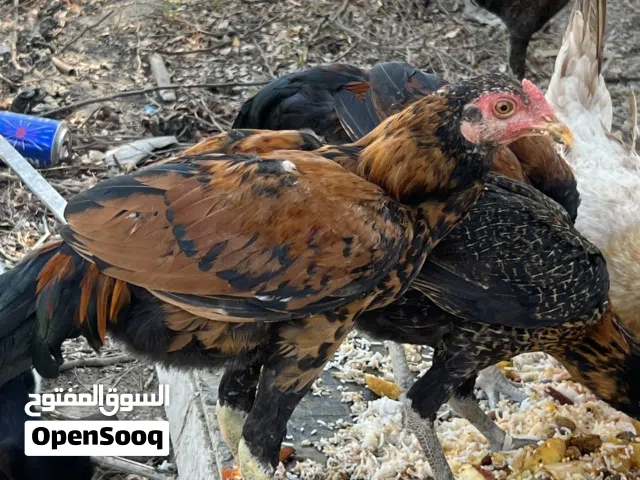 دجاج باكستاني مطعوم