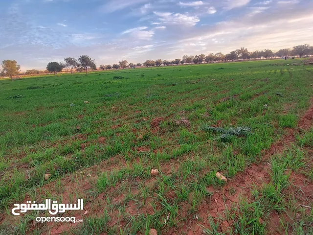 قطعه ارض للبيع في منطقة الطلحية