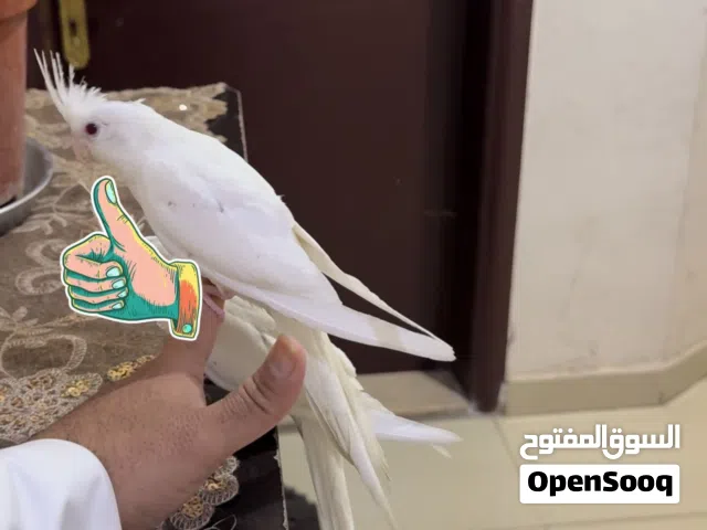 للبيع كروان ربوة ابيض البينو