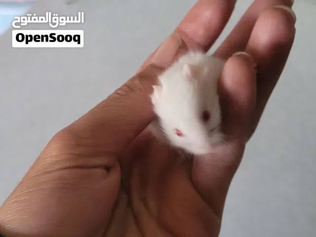 هامستر للبيع