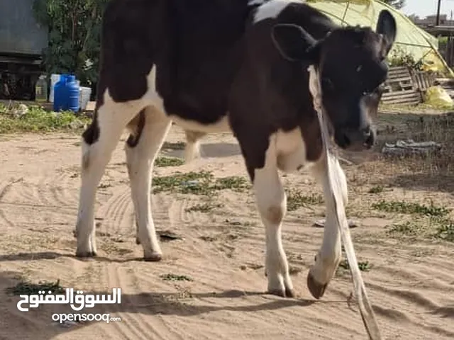 عجول للبيع مفطومات