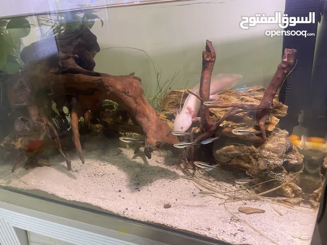 axolotl planted ecosystem
