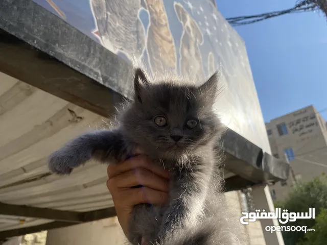 قطه كتن للبيع لون رمادي