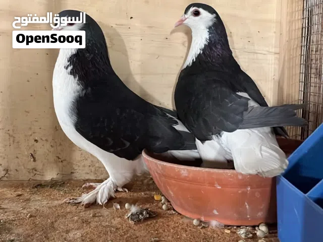شيرازي منتج