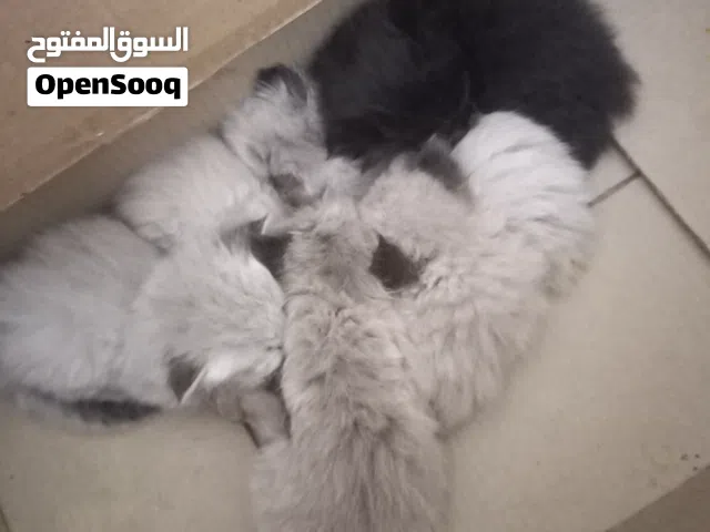 هماليه للبيع