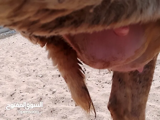نعجة تومية للبيع