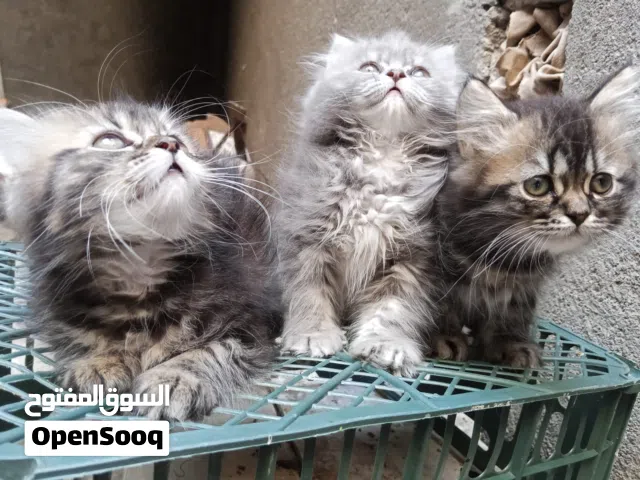 قطط للبيع عمر شهرين