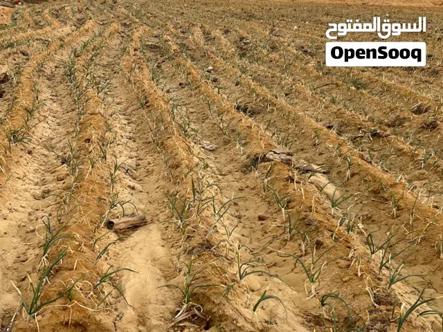 بأقل مقدم وارخص سعر استلم مزرعه 5فدان  كامله المرافق والخدمات