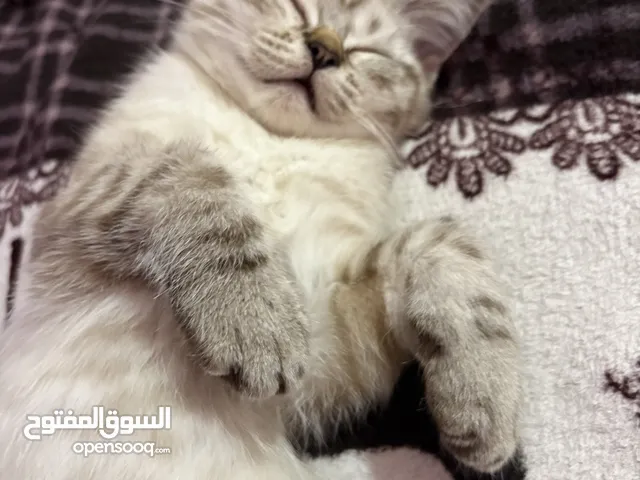 قطط للبيع بسعر جيد جدا و عمرهم 3 شهور ذكور