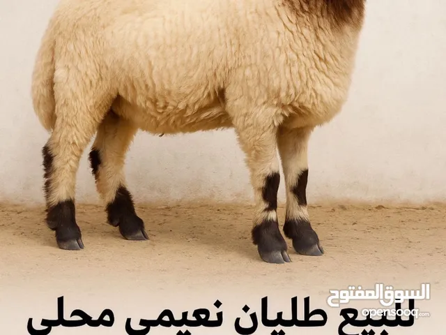 طليان نعيمي محلي السمنه فوق الطيبه خدمة التوصيل وذبح مجاناً الرقم بالصورة