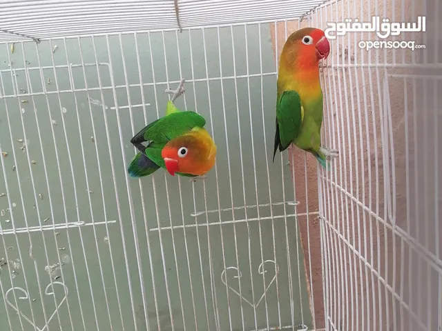 غندور بسعر مناسب وبيت تكاثر مجانا