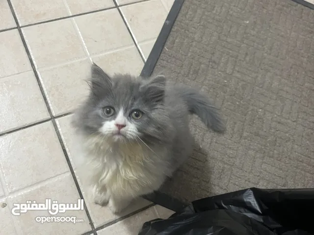 قطوه شيرازيه للبيع متعوده على الليتر بوكس