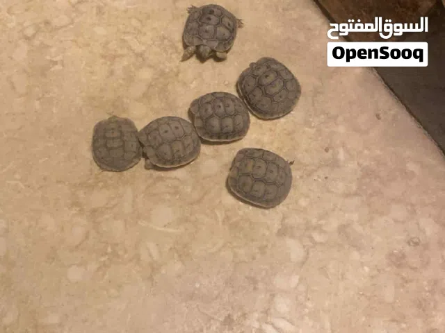 فكارين صغيرات يمشو في معشب او في استراحة