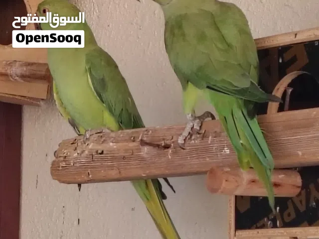 ببغاء الدرة للبيع