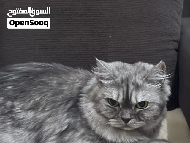 قطة تركية شيرازية اللون الرصاصي الجميل