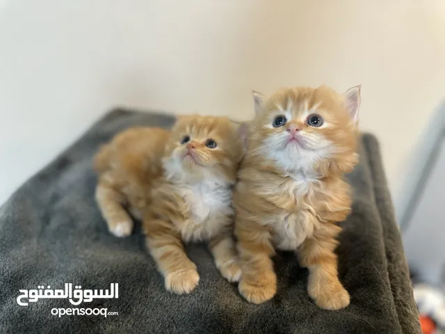 MALE PERSIAN KITTENS AVAILABLE (VACCINATED AND DEWORMED)