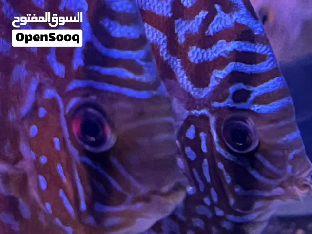 اسماك دسكاس