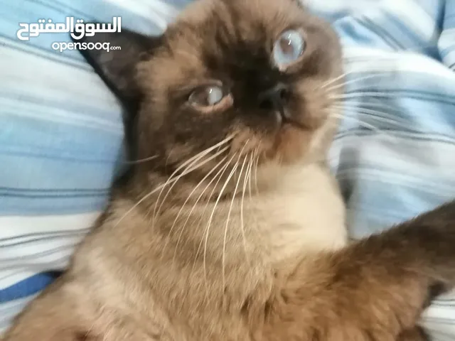 قط هملايا ذكر للتبني