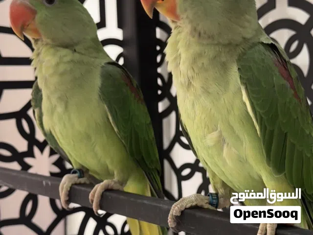 كوكاتو جالا وبغبغاء نيبالي ودرة لاتينو