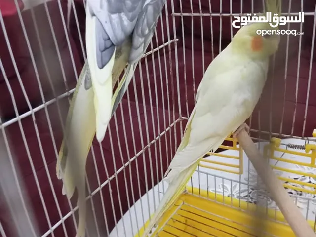 بسم الله توكلت على الله