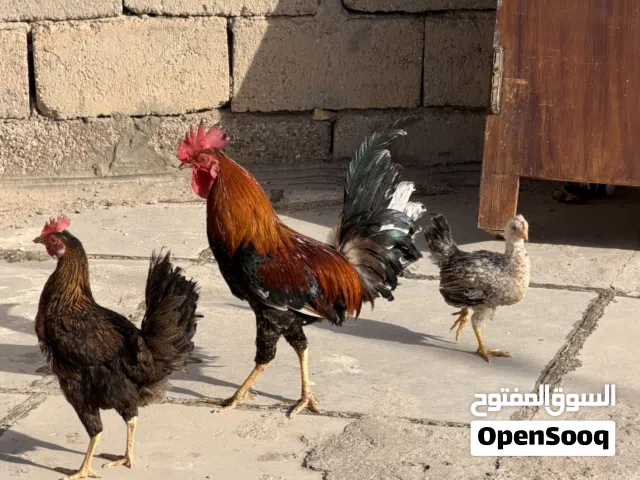 ديج شمسي ودجاج عرب ب 35الف