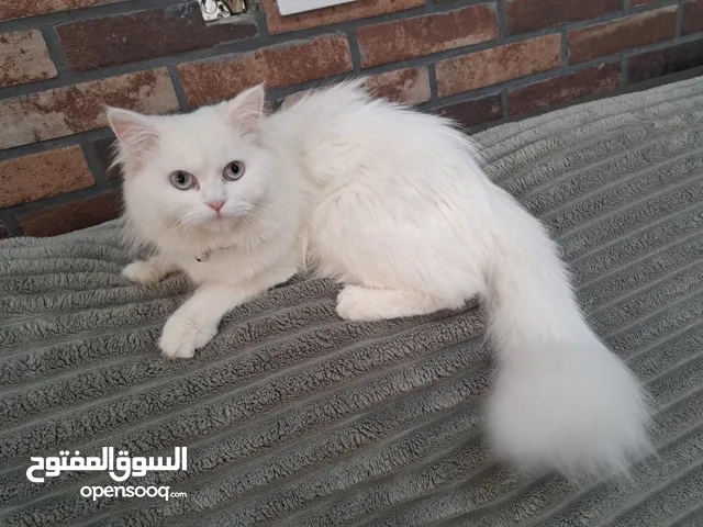 قطه شيرازيه بيضاء انثى