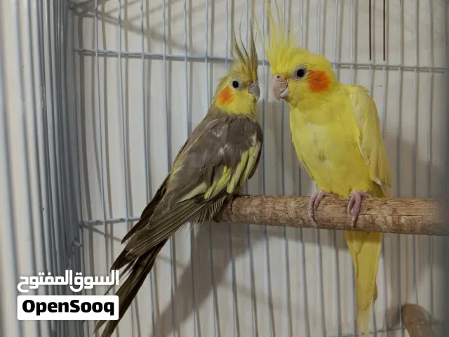 كوبية كوكتيل