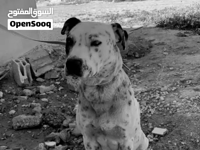 مطلوب كلب للبيع هاسكي او جيرمان او اي نوع بس مش بلدي